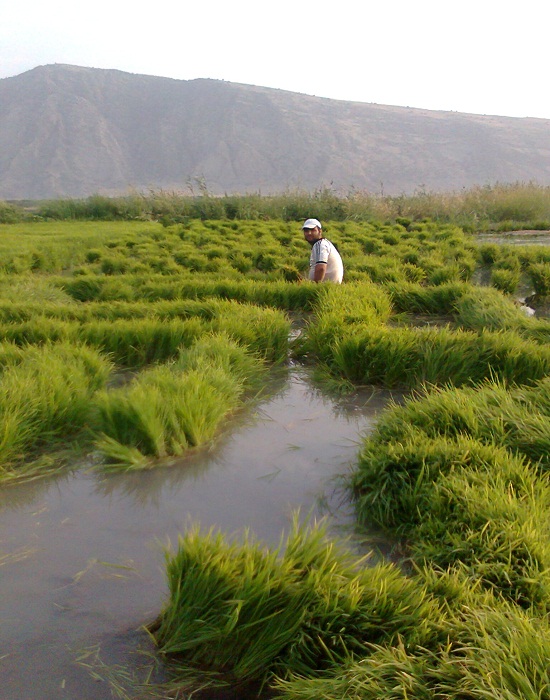 شالیزار کاری منطقه رستم (روستایی سراب سیاه)