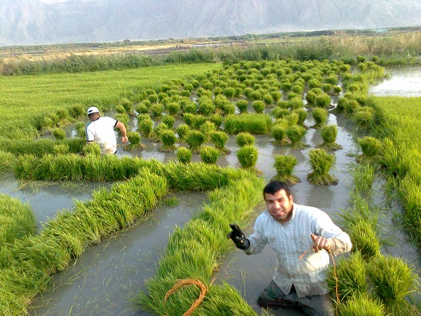 شالیزار کاری منطقه رستم (روستایی سراب سیاه)